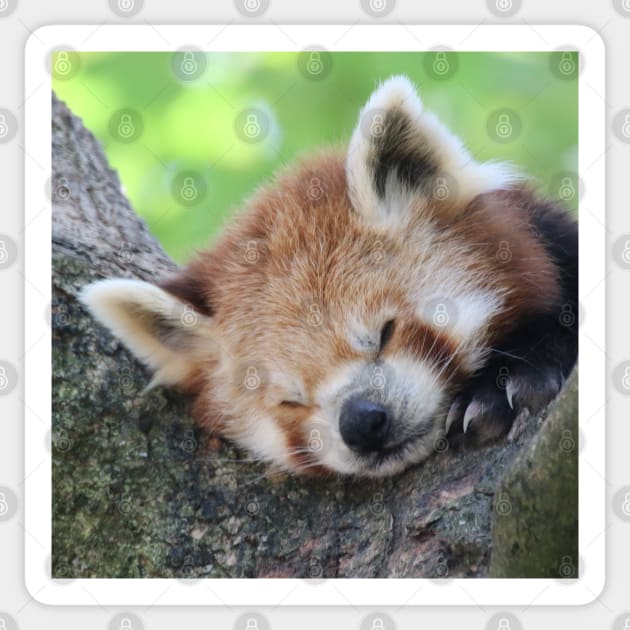 Red Panda 003 Sticker by JAMFoto